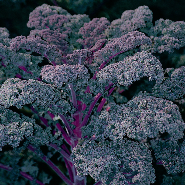 Kale 'Redbor'