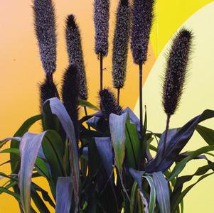 Ornamental Millet pennisetum glaucum 'Purple Baron'