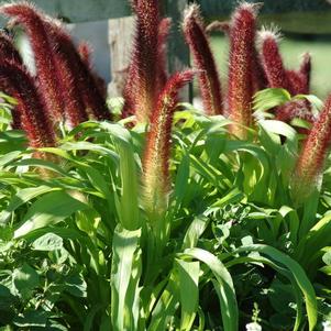 Ornamental Millet pennisetum glaucum 'Jade Princess'