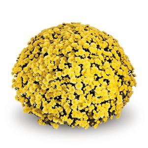 Mum chrysanthemum x morifolium 'Jasoda Yellow'