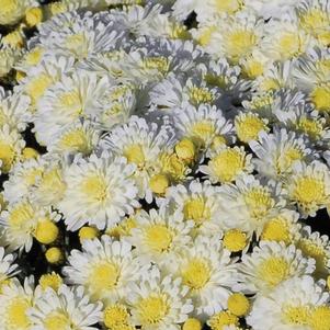 Mum chrysanthemum x morifolium 'Dove White'