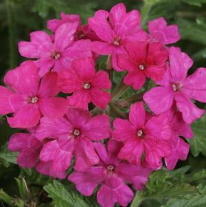 Verbena hybrida 'Magalena Hot Rose'