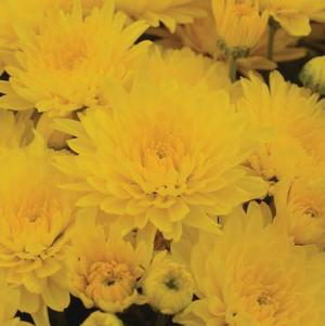 Mum chrysanthemum x morifolium 'Gold Cup'