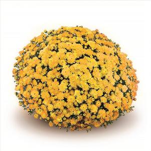 Mum chrysanthemum x morifolium 'Akilon Gold'