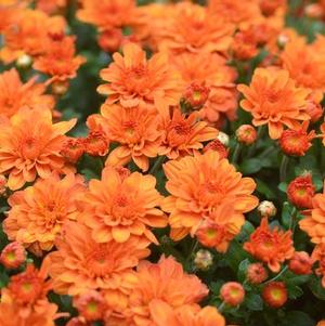 Mum chrysanthemum x morifolium 'Pumpkin Pie'