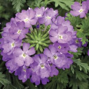 Verbena hybrida 'Magalena Lilac'