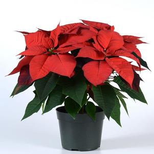 Poinsettia euphorbia pulcherrima 'Christmas Wish Red'