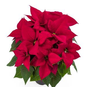 Poinsettia euphorbia pulcherrima 'Leona Red'