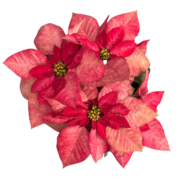 Poinsettia euphorbia pulcherrima 'Christmas Beauty Queen'