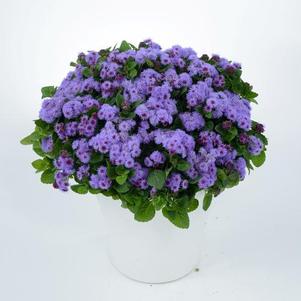 Ageratum houstonianum 'Aguilera Violet'