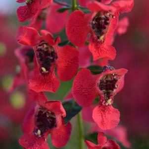 Angelonia angustifolia 'Archangel Cherry Red'
