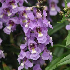 Angelonia angustifolia 'Serenita Sky Blue'