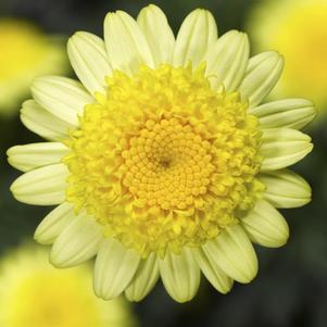 Argyranthemum frutescens 'Sassy Double Yellow'