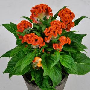 Celosia cristata 'Twisted Orange'