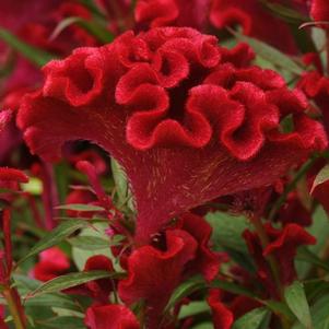 Celosia cristata 'Twisted Red Imp'