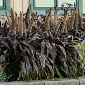 Ornamental Millet pennisetum glaucum 'Copper Prince'