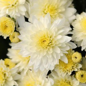 Mum chrysanthemum x morifolium 'Butter n Cream'