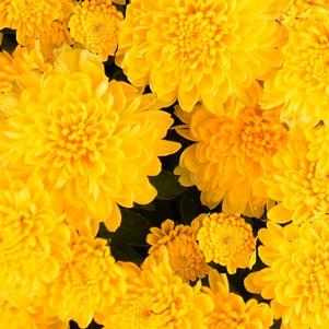 Mum chrysanthemum x morifolium 'Rhonda Yellow'