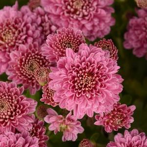 Mum chrysanthemum x morifolium 'Rhonda Pink'