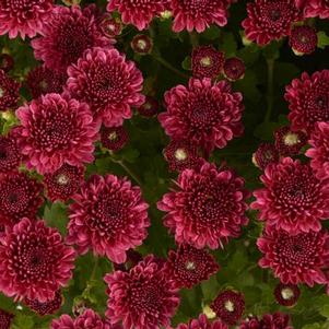 Mum chrysanthemum x morifolium 'Rhonda Purple'