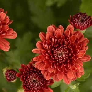 Mum chrysanthemum x morifolium 'Rhonda Red'