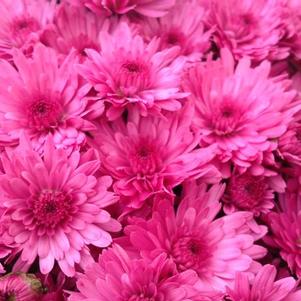 Mum chrysanthemum x morifolium 'Jazzberry Pink'