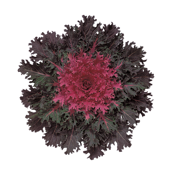 Kale 'Coral Queen'