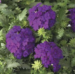 Verbena hybrida 'Magalena Violet'