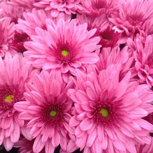 Mum chrysanthemum x morifolium 'Pop Eye Pink'