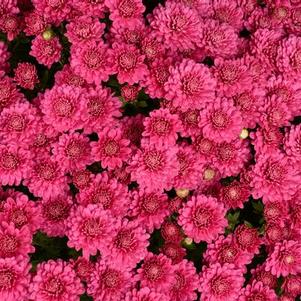 Mum chrysanthemum x morifolium 'Nikki Dark Pink'