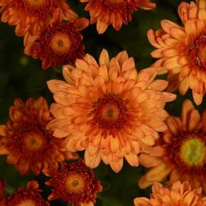 Mum chrysanthemum x morifolium 'Beverly Orange'