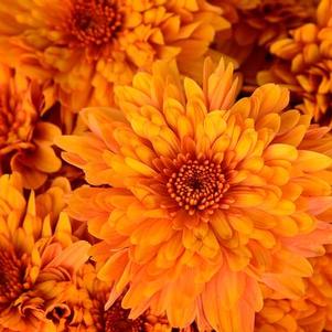 Mum chrysanthemum x morifolium 'Conaco Orange'