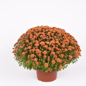 Mum chrysanthemum x morifolium 'Nikki Orange'