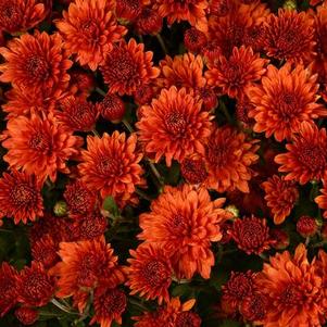 Mum chrysanthemum x morifolium 'Keely Orange'