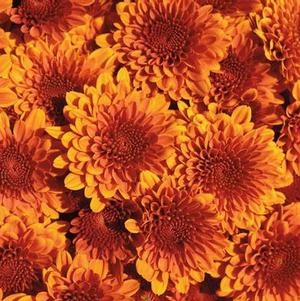 Mum chrysanthemum x morifolium 'Copper Coin Bronze'