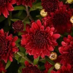 Mum chrysanthemum x morifolium 'Patty Pomagranate'