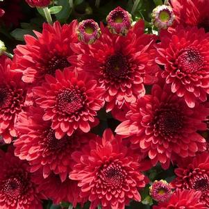 Mum chrysanthemum x morifolium 'Eternal Red'