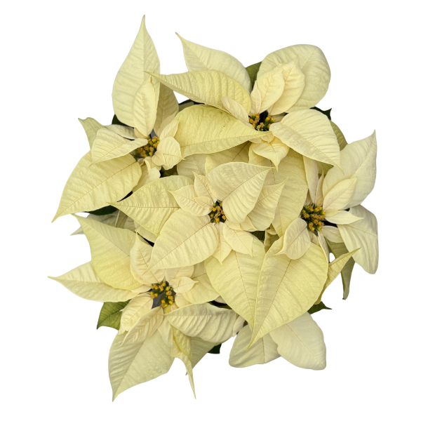 Poinsettia euphorbia pulcherrima 'Christmas Joy White'