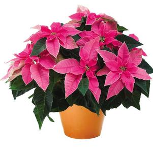 Poinsettia euphorbia pulcherrima 'Princettia Hot Pink'