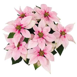 Poinsettia euphorbia pulcherrima 'Princettia Pink'