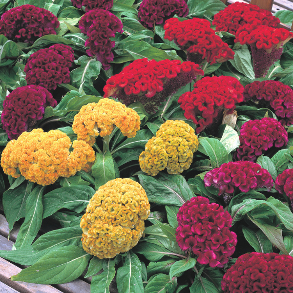 Celosia cristata 'Armor Mix'