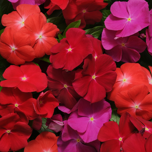 Vinca catharanthus roseus 'Pacifica Bold Mix Xp'