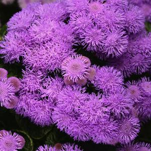 Ageratum houstonianum 'Bumble Blue'