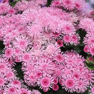 Ageratum houstonianum 'Bumble Rose'