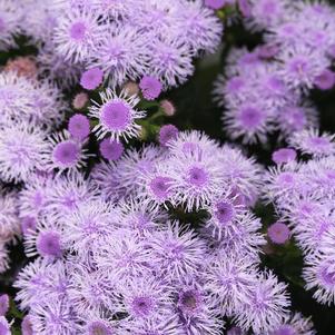 Ageratum houstonianum 'Bumble Silver'