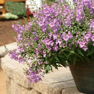 Angelonia augustifolia 'Sungelonia Blue'