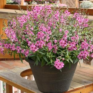 Angelonia augustifolia 'Sungelonia Deep Pink'