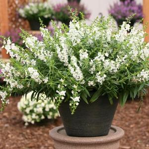 Angelonia augustifolia 'Sungelonia White'