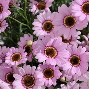 Argyranthemum frutescens 'Grandaisy Pink Halo'