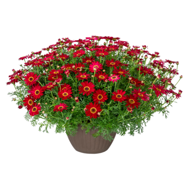 Argyranthemum frutescens 'Grandaisy Red Imp'